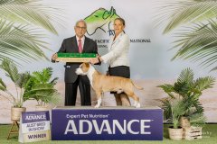 20.09.24 Advance Pacific International | Australian Bred In Show | Judge: Mr Imran Hussain (Pakistan)