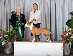 Group 4th | Yuggera Canine Club | Judge: Ms Judith Oliver (VIC) | 12th June, 2022