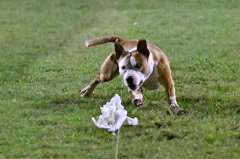 Lucifer earning his SprintDog Novice title in July 2024!