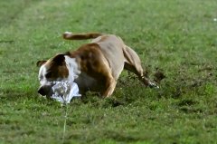 Lucifer is the first Amstaff in Australia to earn a SprintDog Title!!
