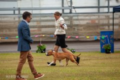 Boonah Ag Show - June 2025 Boonah Ag Show - June 2025